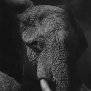David Bjurstrom - Matriarch