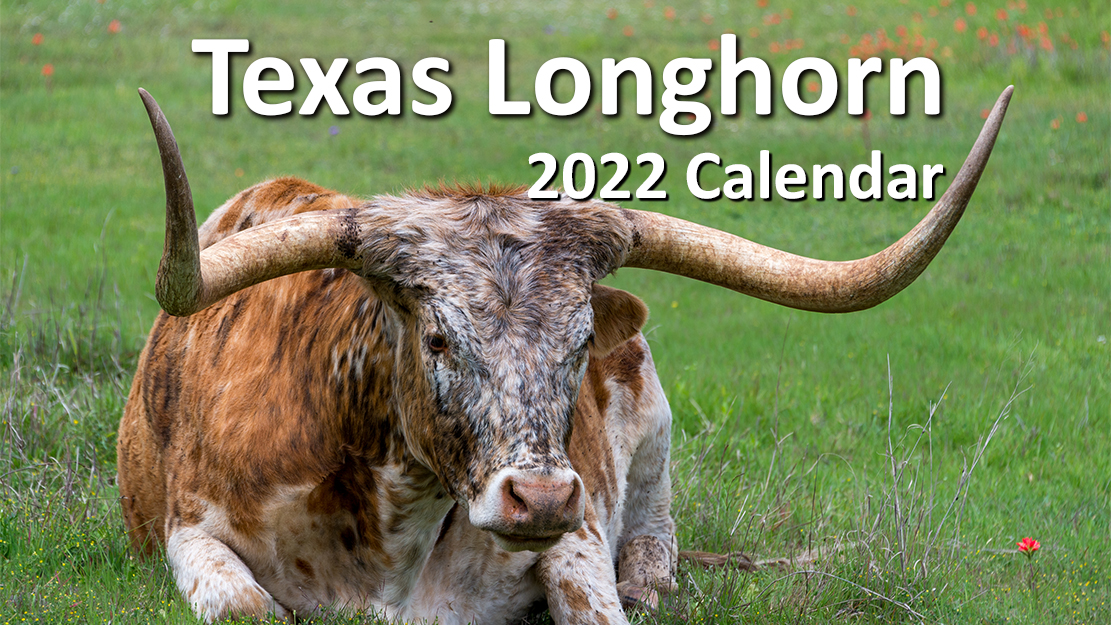 Longhorn Schedule 2022 Texas Longhorn 2022 Wall Calendar - Artists Sunday